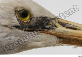 Stork  2 eye head 0007.jpg